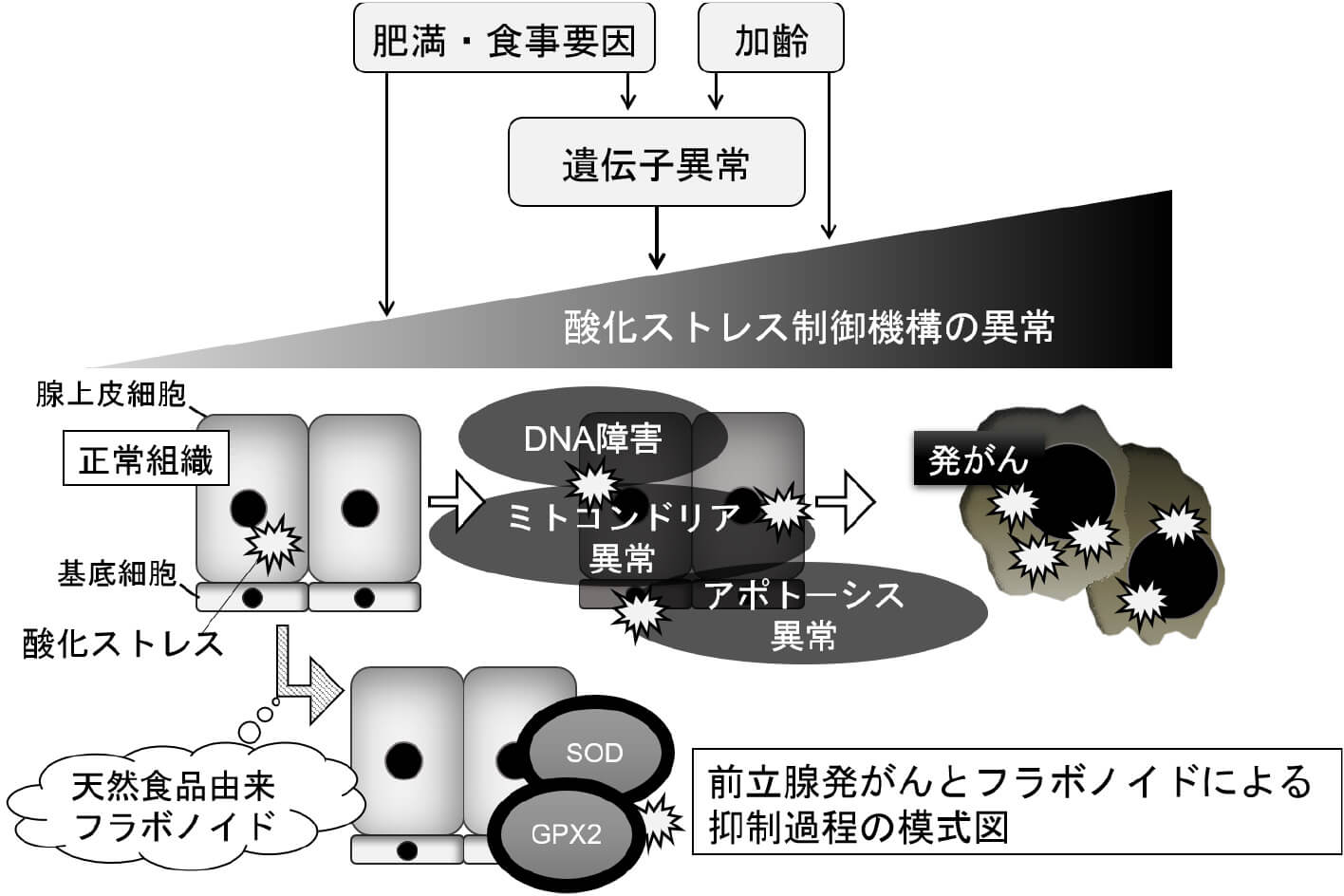 酸化ストレスの制御に着目した新しい癌治療の開発を目指した基礎研究